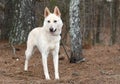 White German Shepherd and Siberian Husky mix breed dog outside on a leash Royalty Free Stock Photo