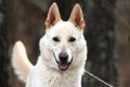 White German Shepherd and Siberian Husky mix breed dog outside on a leash Royalty Free Stock Photo