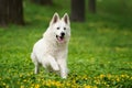 Berger Blanc Suisse White german shepherd