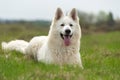 Berger Blanc Suisse White german shepherd