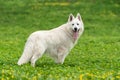 Berger Blanc Suisse White german shepherd