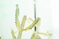White Ghost Cactus, Euphorbia Lactea. Royalty Free Stock Photo