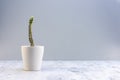 White Ghost Candelabra Spurge in a beautiful white ceramic pot Royalty Free Stock Photo