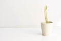 White ghost candle stick tree Euphorbia lactea plant isolated on a white background Royalty Free Stock Photo