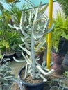 White ghost euphorbia lactea cactus closeup Royalty Free Stock Photo