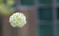 White Giant Allium flower Royalty Free Stock Photo