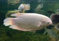 White Giant gourami fish Osphronemus goramy swimming in aquarium tank