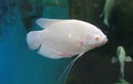 White Giant gourami fish Osphronemus goramy swimming in aquarium tank