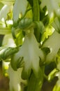 White Giant Orchid flower detail - Himantoglossum robertianum Royalty Free Stock Photo