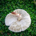 White gilled mushroom on lawn Royalty Free Stock Photo