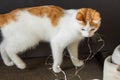 White and ginger cat playing with string of lights on the black background. New Year and Christmas holidays concept. Royalty Free Stock Photo