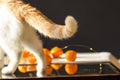 White and ginger cat playing with string of lights and tangerine fruits on black background. New Year and Christmas. Royalty Free Stock Photo