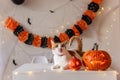 White ginger cat sits on table next to pumpkin lantern against the backdrop of Halloween decorations Royalty Free Stock Photo