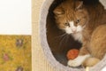 White and ginger cat sitting and hiding  in a safe spot in a scratching post Royalty Free Stock Photo