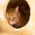 White and ginger cat sitting and hiding  in a safe spot in a scratching post Royalty Free Stock Photo