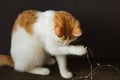 White and ginger cat sitting and playing paw with string of lights on black background. New Year and Christmas holidays. Royalty Free Stock Photo