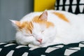 White and ginger cat sleeping on couch in living room. Pet having nap at home Royalty Free Stock Photo