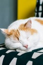 White and ginger cat sleeping on couch in living room. Pet having nap at home Royalty Free Stock Photo