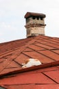 White and ginger cat sleeps on a roof of old house Royalty Free Stock Photo