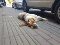 White ginger dog lying on the street