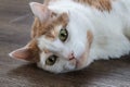 White and ginger domestic cat Royalty Free Stock Photo