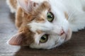 White and ginger domestic cat Royalty Free Stock Photo