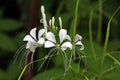 White ginger flower