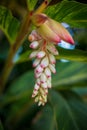 White ginger flower in nature