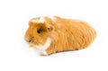 White and Ginger Guinea Pig Eating Royalty Free Stock Photo