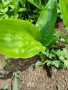 white ginger leaves green