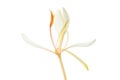 White ginger lily flower