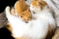 White and ginger mother cat breastfeeds a ginger kitten, close up, copy space, template