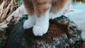 White-red paws of a cat on a stone