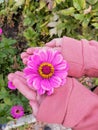 A white girl holds a pink gerbera flower in her hands, gently holding it in her hands. Conservation, careful attitude. Royalty Free Stock Photo
