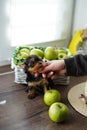 A white girl's hand strokes a cute little Yorkshire terrier puppy that sits near juicy green apples Royalty Free Stock Photo