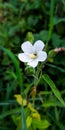 White glade mallow flower from the wild