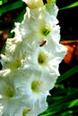 White Gladiola and water drops.Nice flowers in the garden in midsummer, in a sunny day. Green landscape Royalty Free Stock Photo