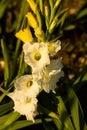 White gladioli on the field to pick yourself Royalty Free Stock Photo