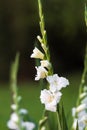 Gladioli flower, blurred nature background Royalty Free Stock Photo