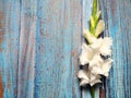 White gladioli Royalty Free Stock Photo