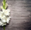 White gladioli flowers Royalty Free Stock Photo