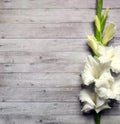 White gladioli flowers Royalty Free Stock Photo