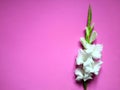 White gladioli flowers Royalty Free Stock Photo