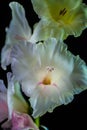 White Gladiolus on Black Background Royalty Free Stock Photo