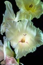 White Gladiolus on Black Background Royalty Free Stock Photo