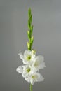 White gladiolus Royalty Free Stock Photo