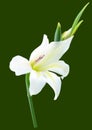 White gladiolus flower