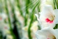 White Gladiolus flower in field. Representation to Splendid Beauty and promise.