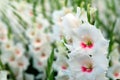 White Gladiolus flower in field. Representation to Splendid Beauty and promise.