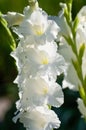 White Gladiolus flower in garden. Representation to Splendid Beauty and promise